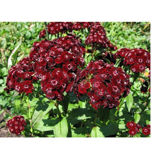 بیماری و آفات گل قرنفل width=512 height=512 border=0