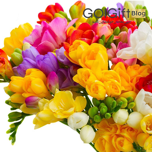 خرید گل فریزیا width=512 height=512 border=0