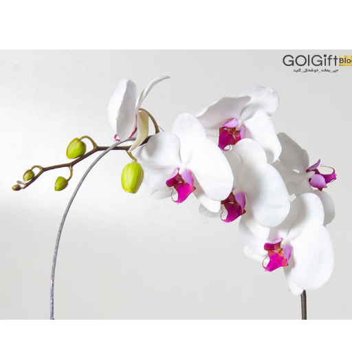 آبیاری به موقع گل ارکیده فالانوپسیس width=512 height=512 border=0