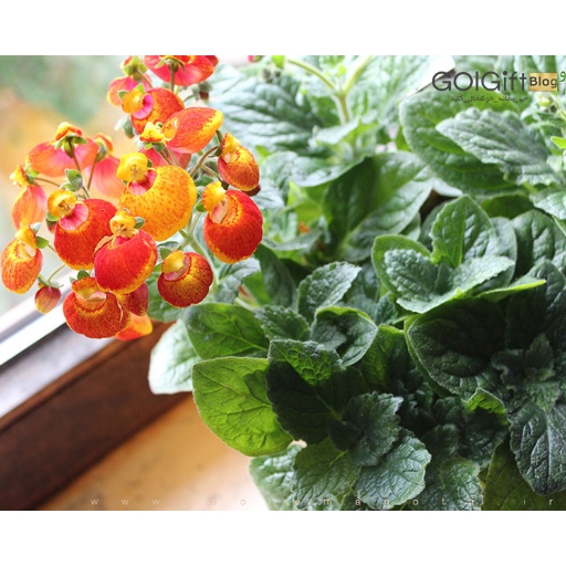 آموزش نگهداری گل گوشواره ای width=512 height=512 border=0