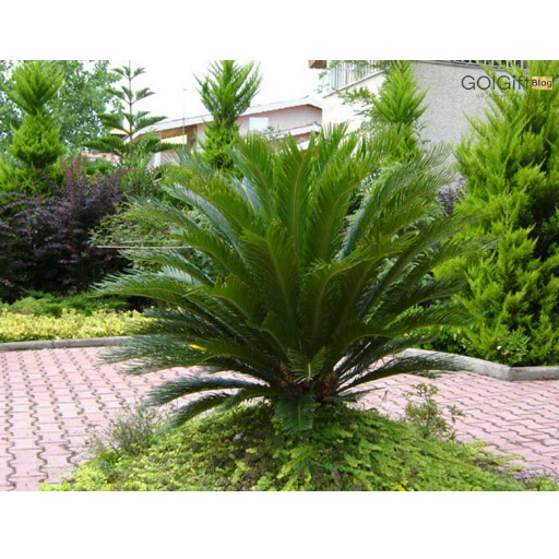 گیاه نخل سیکاس width=512 height=512 border=0