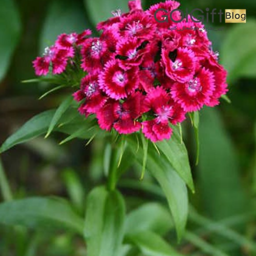 قرنفل قرمز زیبا width=512 height=512 border=0