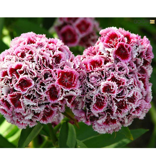 انواع گل قرنفل width=512 height=512 border=0