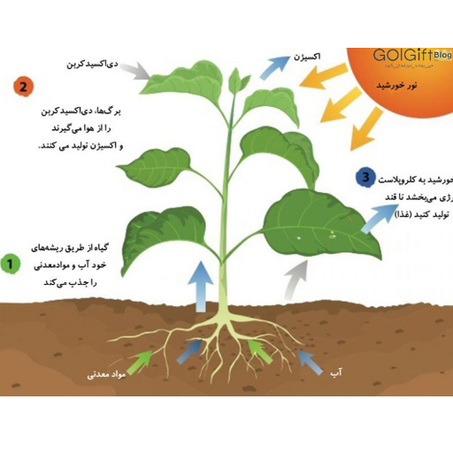تاثیر حرارت بر فتوسنتز گیاهان width=512 height=512 border=0