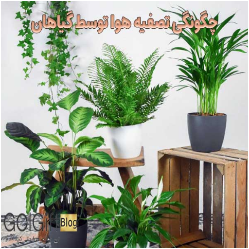 چگونگی تصفیه هوا توسط گیاهان width=512 height=512 border=0