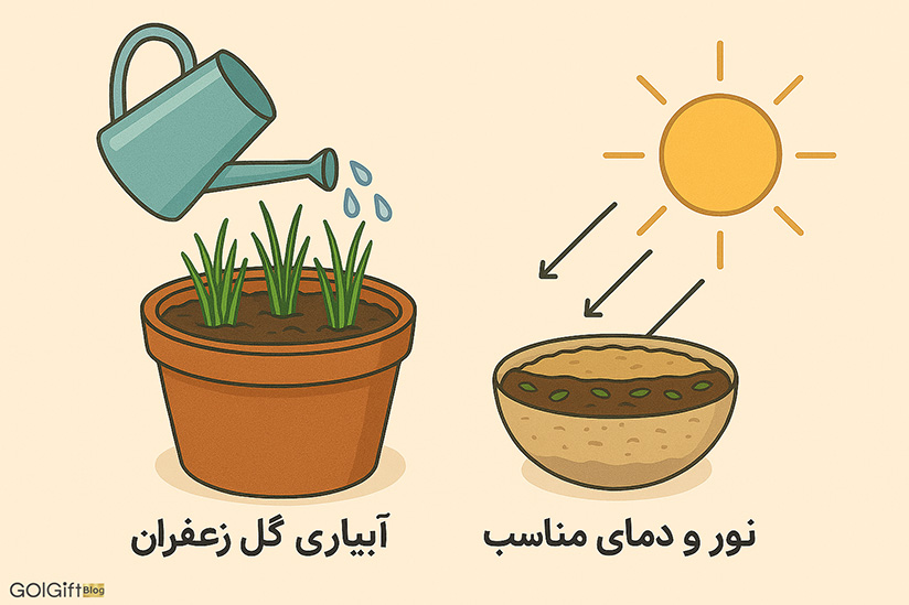 مراقبت از گل زعفران width=512 height=512 border=0