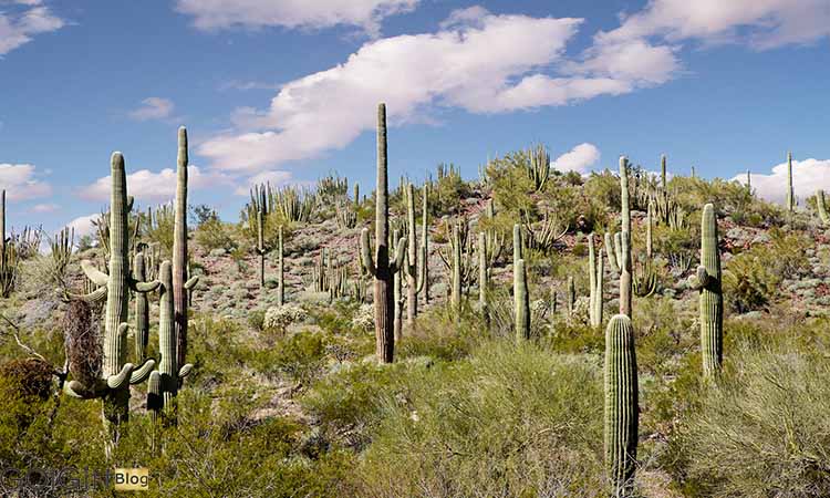کاکتوس‌ ها و زیستگاه‌ های طبیعی آن‌ ها width=512 height=512 border=0