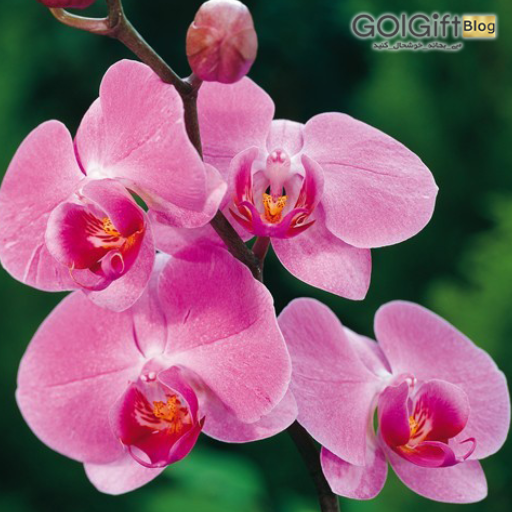 گل ارکیده هدیه ای خاص و گرانبها width=512 height=512 border=0