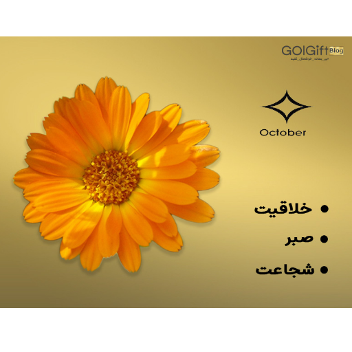 گل همیشه بهار width=512 height=512 border=0