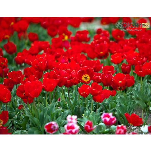 محلات شهر گل ایران  width=512 height=512 border=0