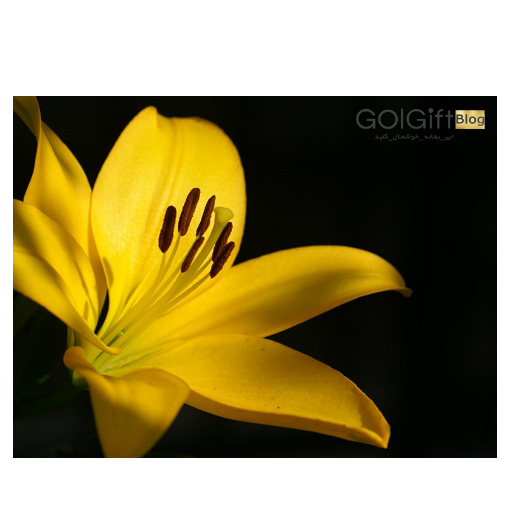 تاریخچه گیاه لیلیوم width=512 height=512 border=0
