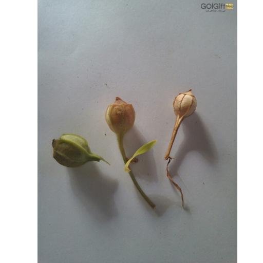 کاشت بذر آلسترومریا width=512 height=512 border=0
