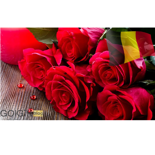 ارسال گل رز به بلژیک width=512 height=512 border=0