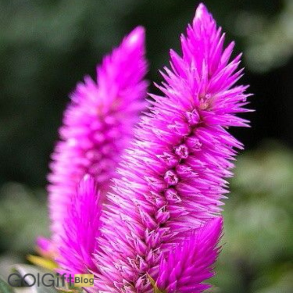 گل تاج خروس width=512 height=512 border=0