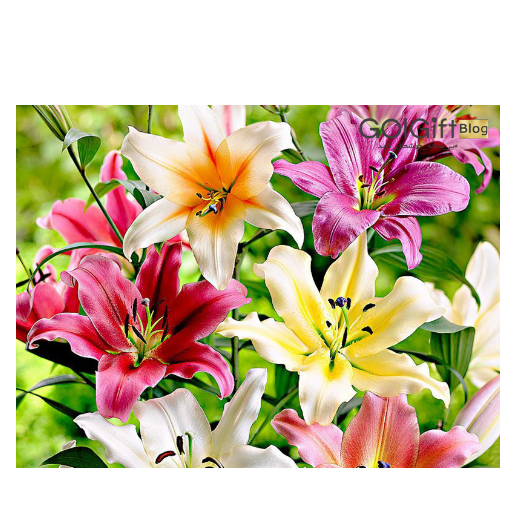 انواع مختلف گل لیلیوم width=512 height=512 border=0