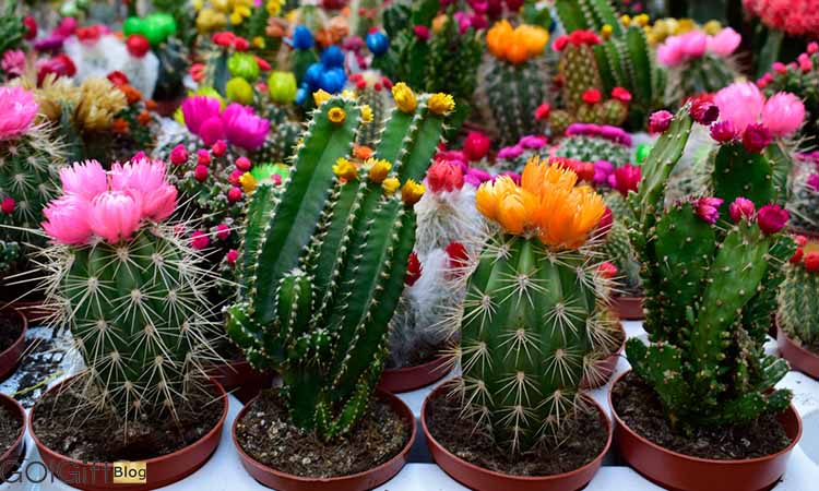کاکتوس‌ های گلدار width=512 height=512 border=0
