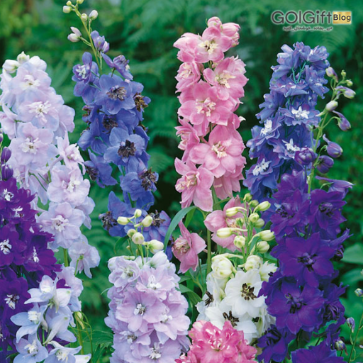 سفارش آنلاین گل زبان در قفا width=512 height=512 border=0