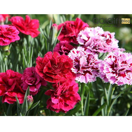 خرید باکس گل میخک width=512 height=512 border=0