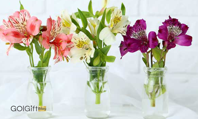 تشخیص گل تازه width=512 height=512 border=0