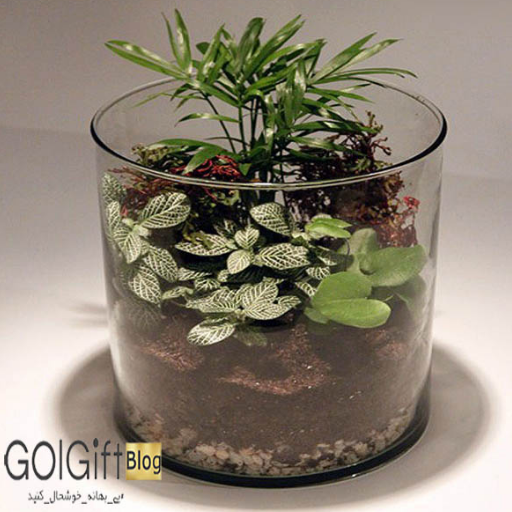 نحوه کاشت گیاهان در تراریوم آبی width=512 height=512 border=0