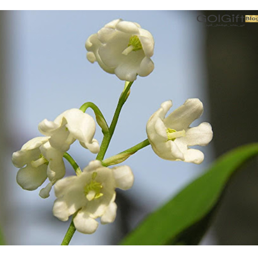 مصارف دارویی گل موگه  width=512 height=512 border=0