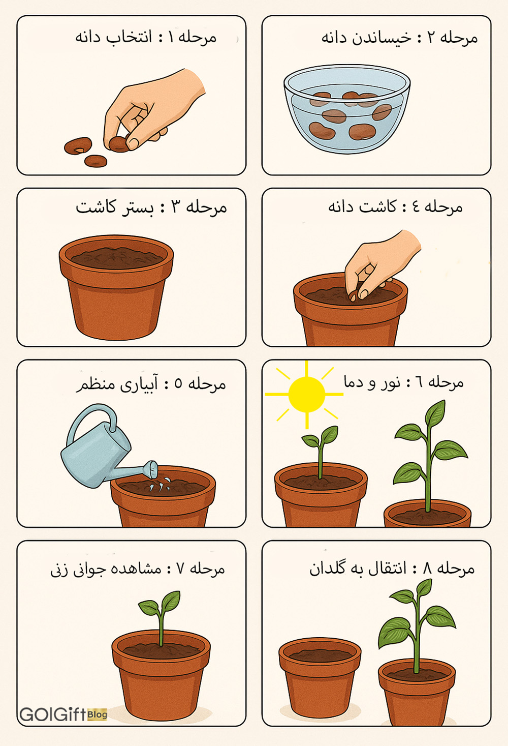مراحل کاشت لوبیا width=512 height=512 border=0
