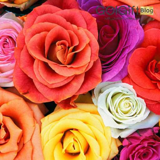 خرید آنلاین گل رز  width=512 height=512 border=0