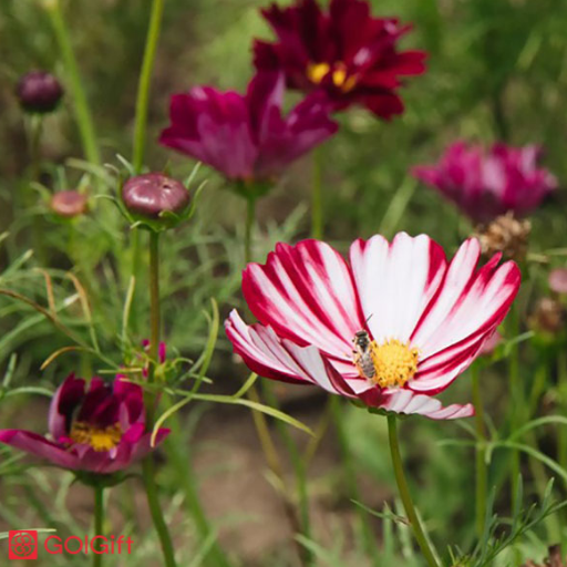 گل کیهان (صدف دریایی) width=512 height=512 border=0
