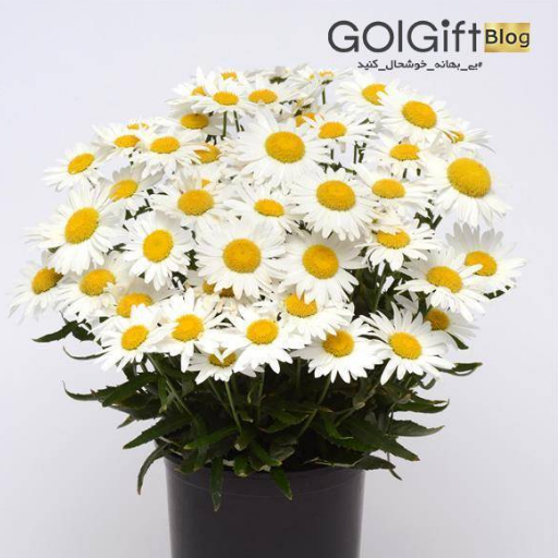 استفاده از بهترین خاک برای گل مینا width=512 height=512 border=0