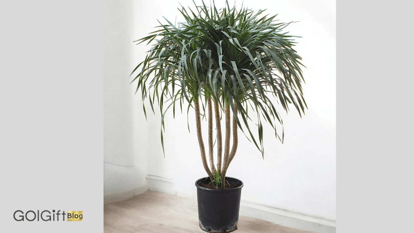 دراسنا پرچمی (Dracena) width=512 height=512 border=0