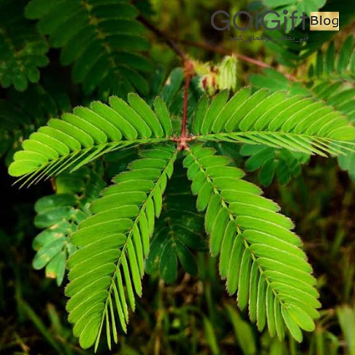 خرید گیاه قهر و آشتی width=512 height=512 border=0