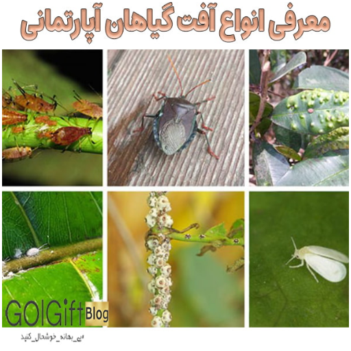 معرفی انواع آفت گیاهان آپارتمانی width=512 height=512 border=0
