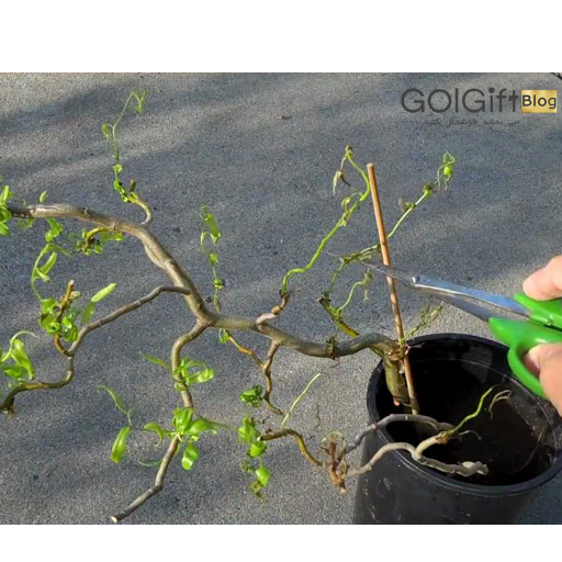 تکثیر گیاه بید فری به روش قلمه ساقه width=512 height=512 border=0