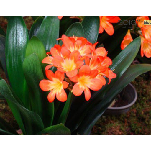 گل های همیشه بهار width=512 height=512 border=0