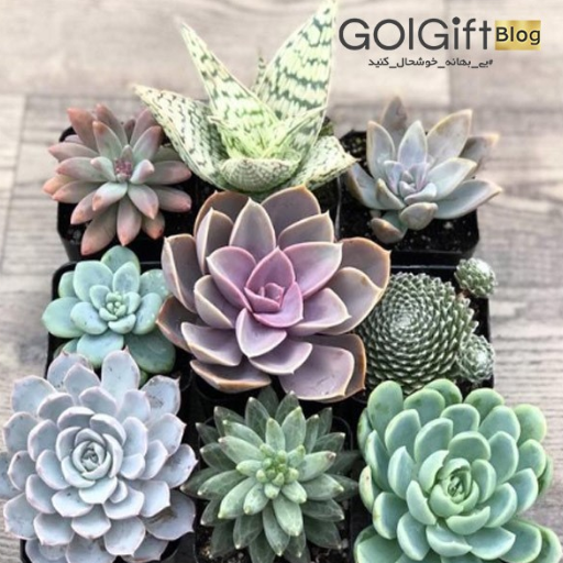 ساکولنت هدیه ای ماندگار  width=512 height=512 border=0