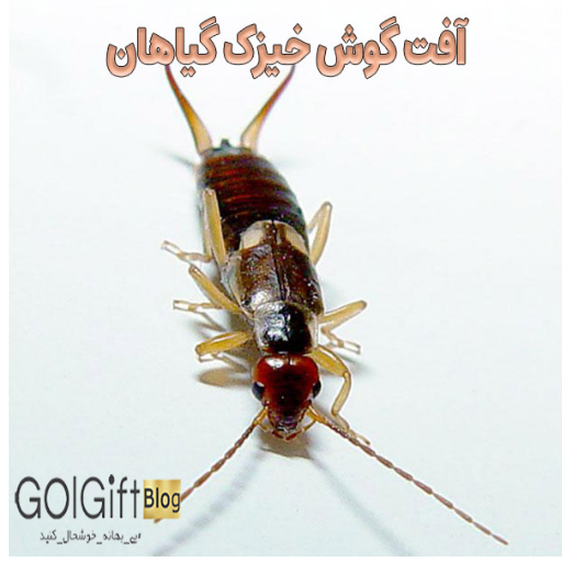 آفت گوش خیزک گیاهان width=512 height=512 border=0