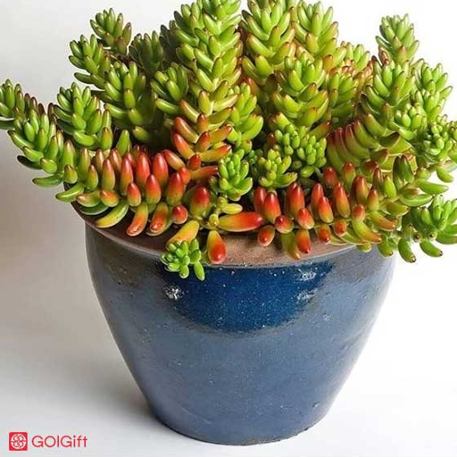 معرفی ساکولنت سدوم width=512 height=512 border=0