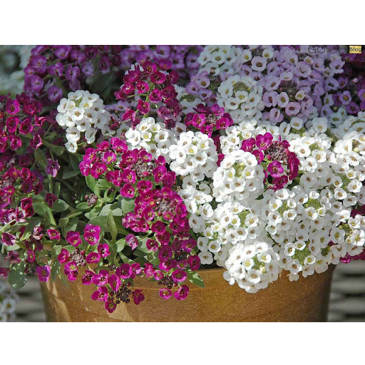 آبیاری گیاه آلیسوم شیرین چگونه است؟ width=512 height=512 border=0