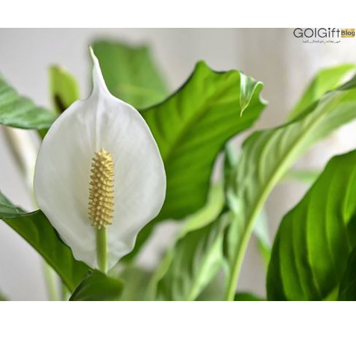 ویژگی گیاه اسپاتی فیلوم width=512 height=512 border=0