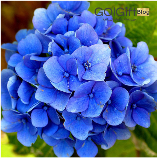 خرید آنلاین گل زیبای ادریسی width=512 height=512 border=0