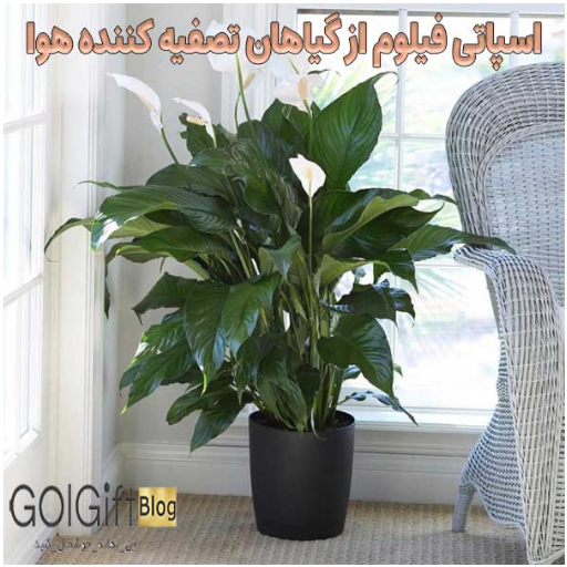 اسپاتی فیلوم از گیاهان تصفیه کننده هوا width=512 height=512 border=0