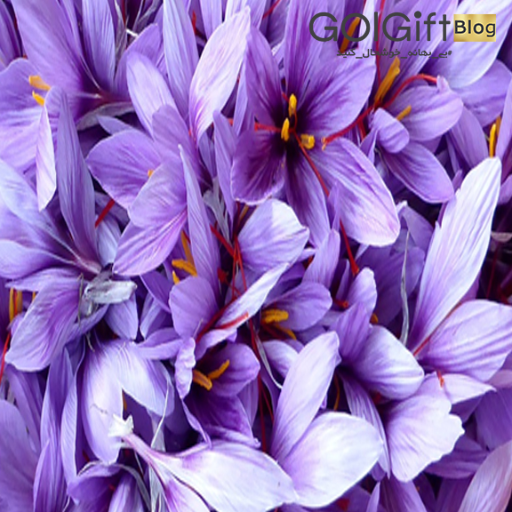 گل زعفران طلای سرخ در دنیا width=512 height=512 border=0