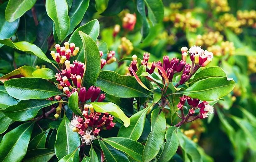 انواع گل میخک و تفاوت های آن width=512 height=512 border=0