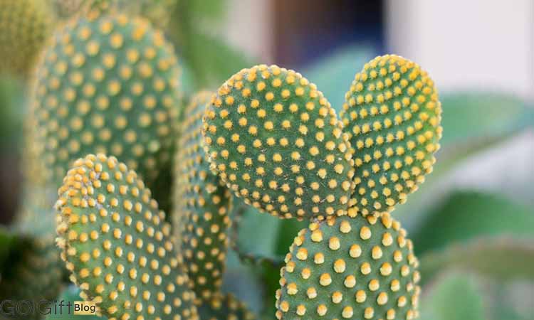 کاکتوس‌ های آپارتمانی و پرطرفدار width=512 height=512 border=0