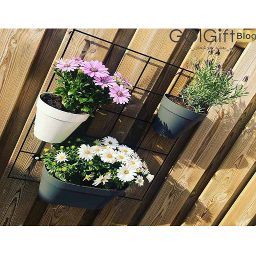 گیاهان معطر مناسب بالکن width=512 height=512 border=0