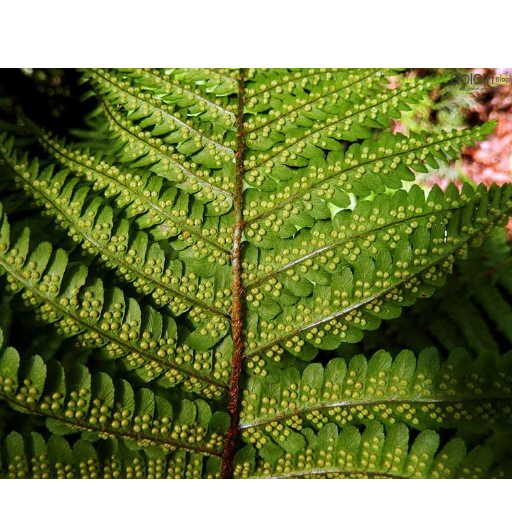 سرخس گیاهی فراوان روی کره زمین  width=512 height=512 border=0
