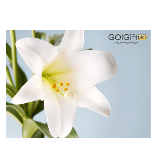 نماد گل لیلیوم width=512 height=512 border=0