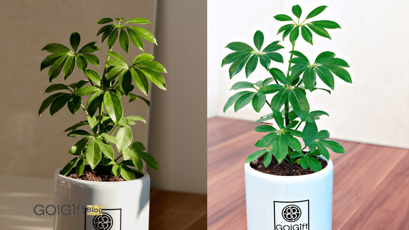 شفلرا (Schefflera arboricola) width=512 height=512 border=0