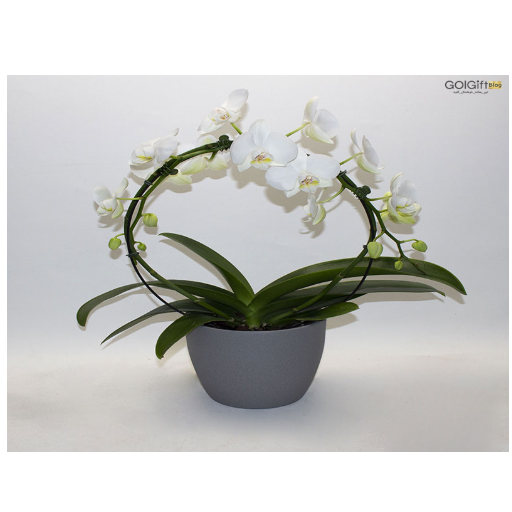 قیمت ارکیده فالانوپسیس width=512 height=512 border=0
