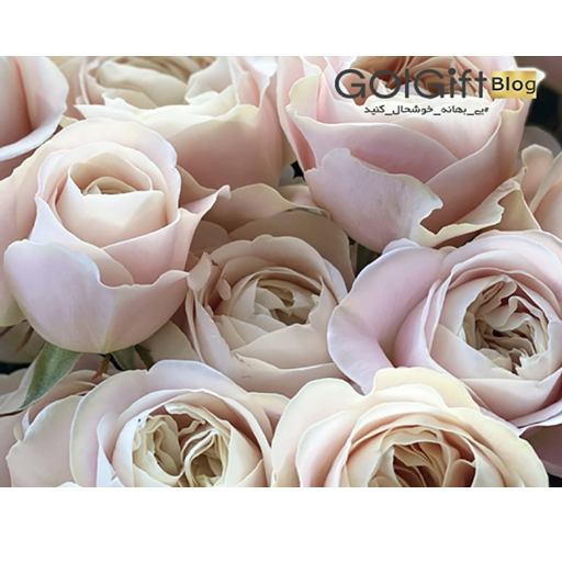 معنای گل و هدایای وی ای پی width=512 height=512 border=0